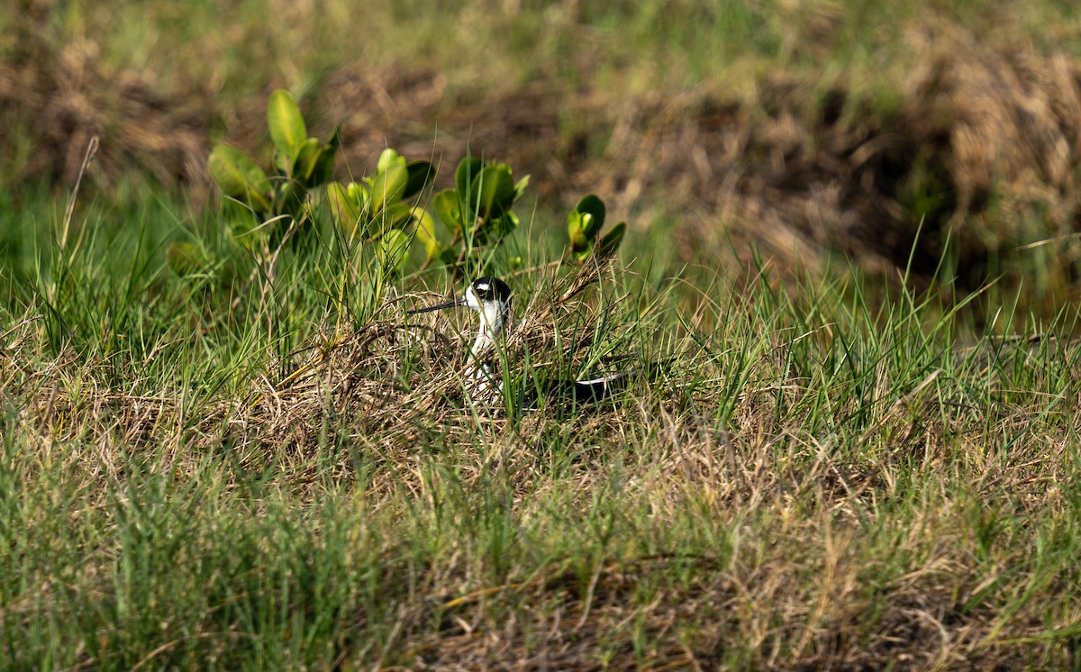 Black-necked Stilt - ML636303652