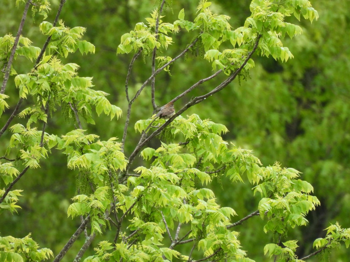 Blue Grosbeak - ML636303807
