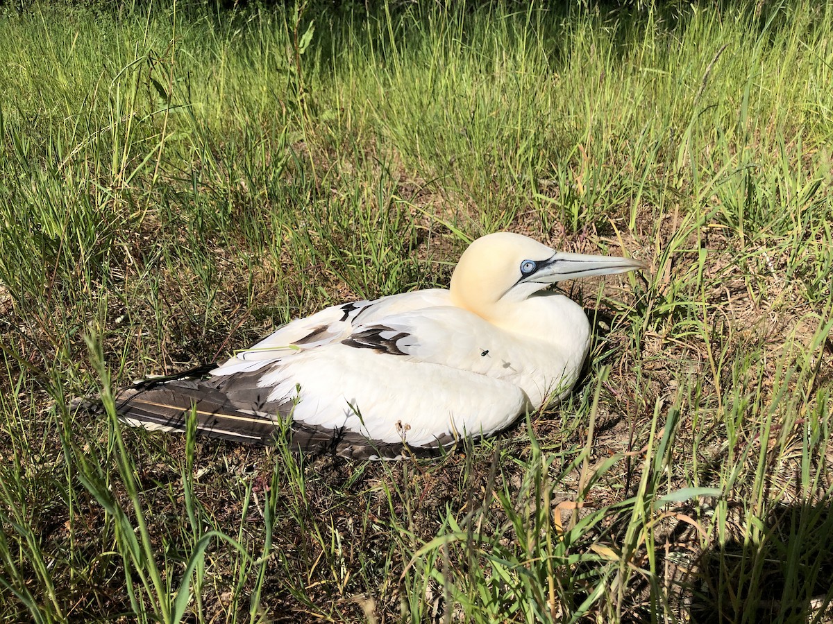 Northern Gannet - ML636303859