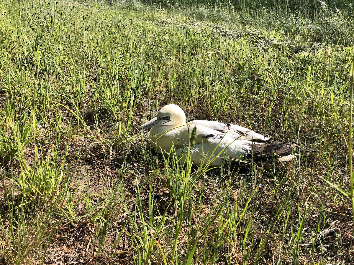 Northern Gannet - ML636303860