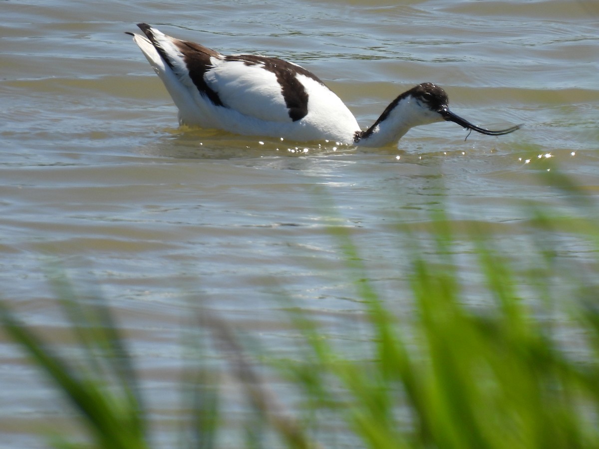 Pied Avocet - ML636303861