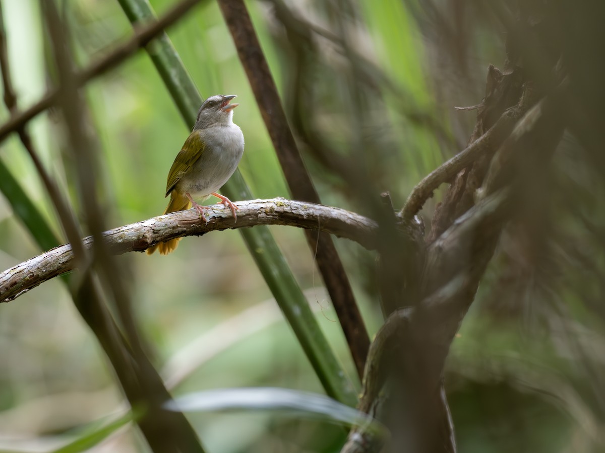 Green-backed Sparrow - ML636303862