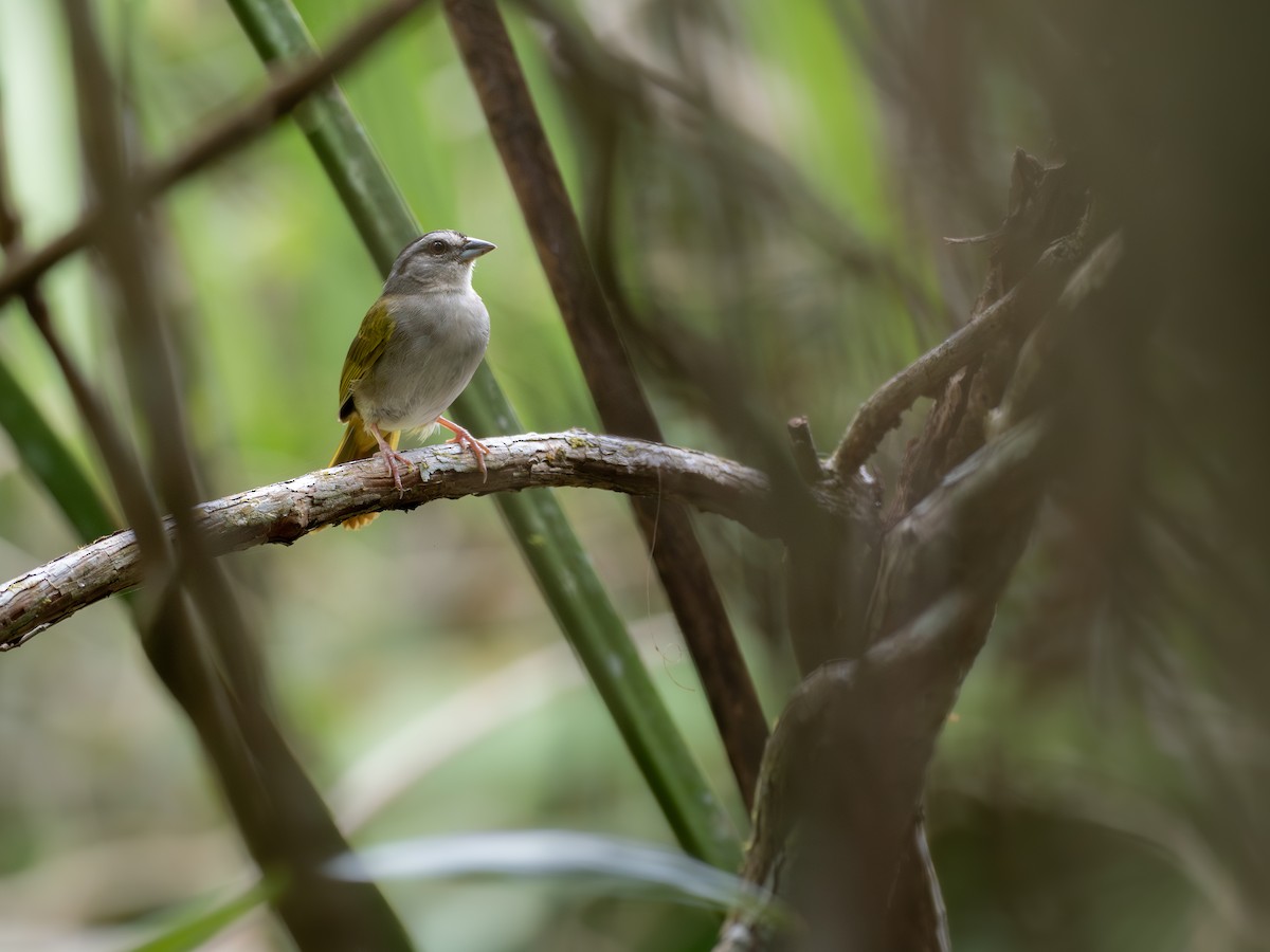 Green-backed Sparrow - ML636303863