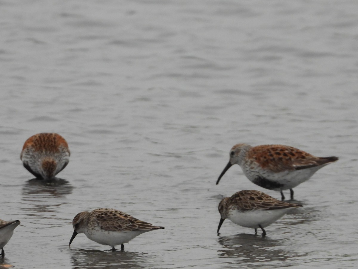 Dunlin - ML636303903