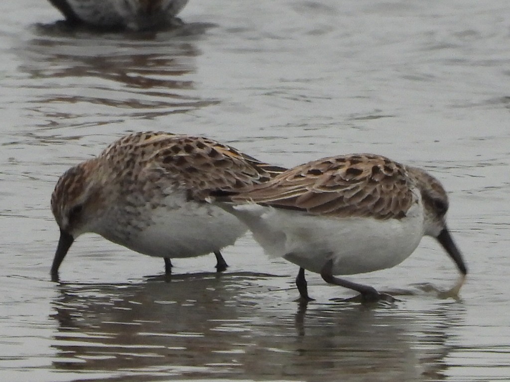 Semipalmated Sandpiper - ML636303934
