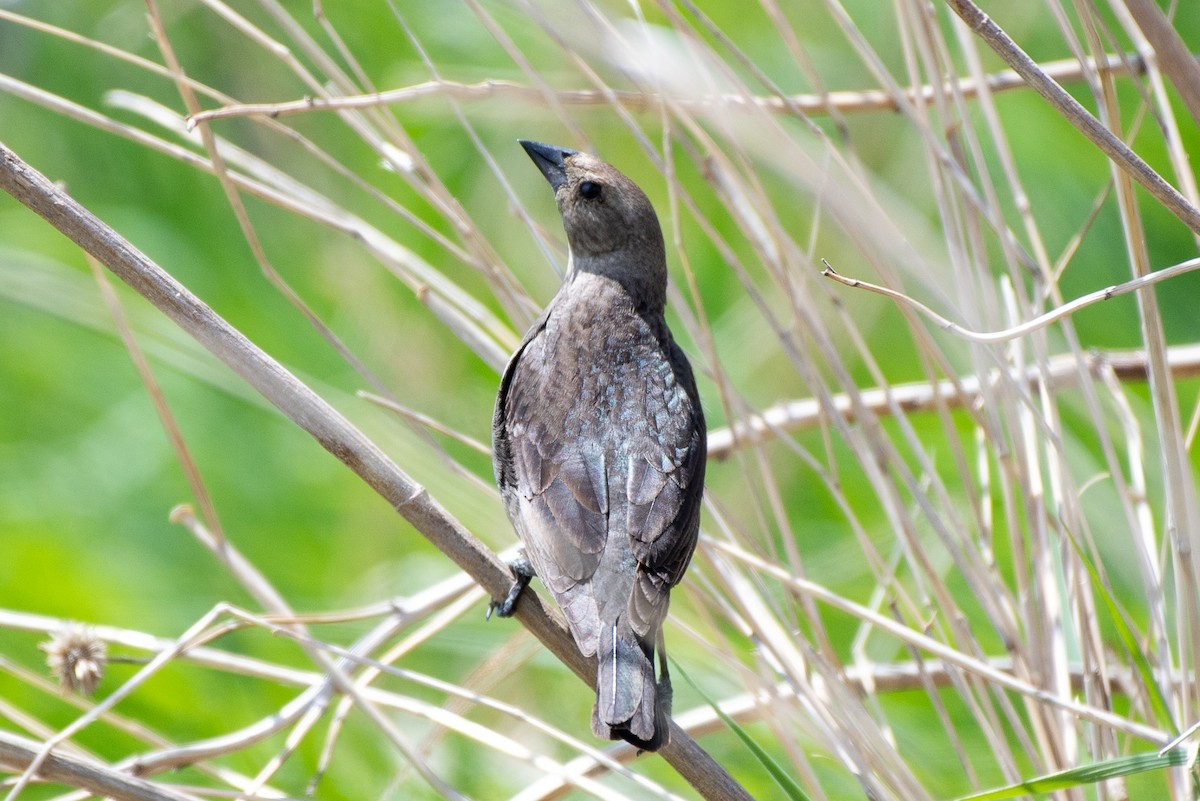 Brown-headed Cowbird - ML636304005