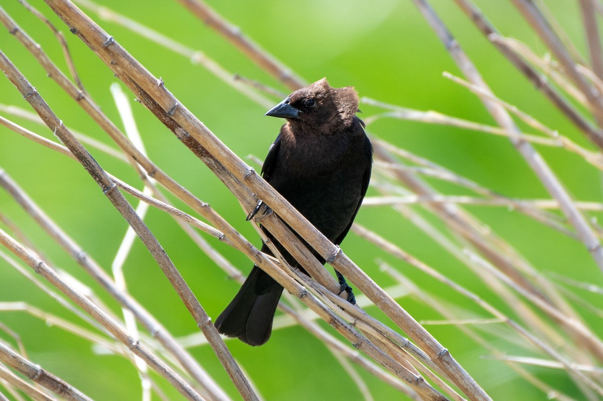 Brown-headed Cowbird - ML636304006