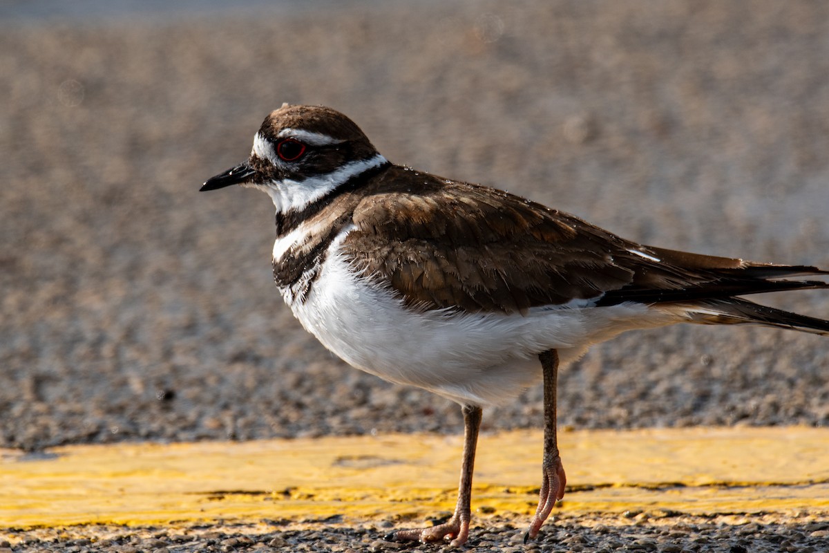 Killdeer - ML636304106