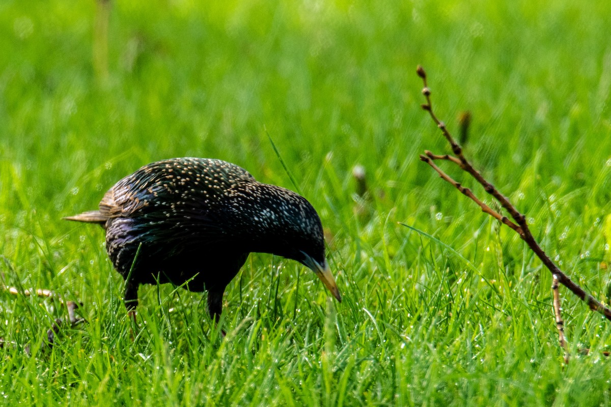 European Starling - ML636304122