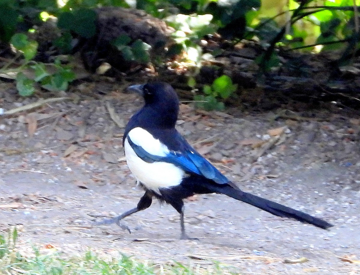 Saksağan - ML636304209