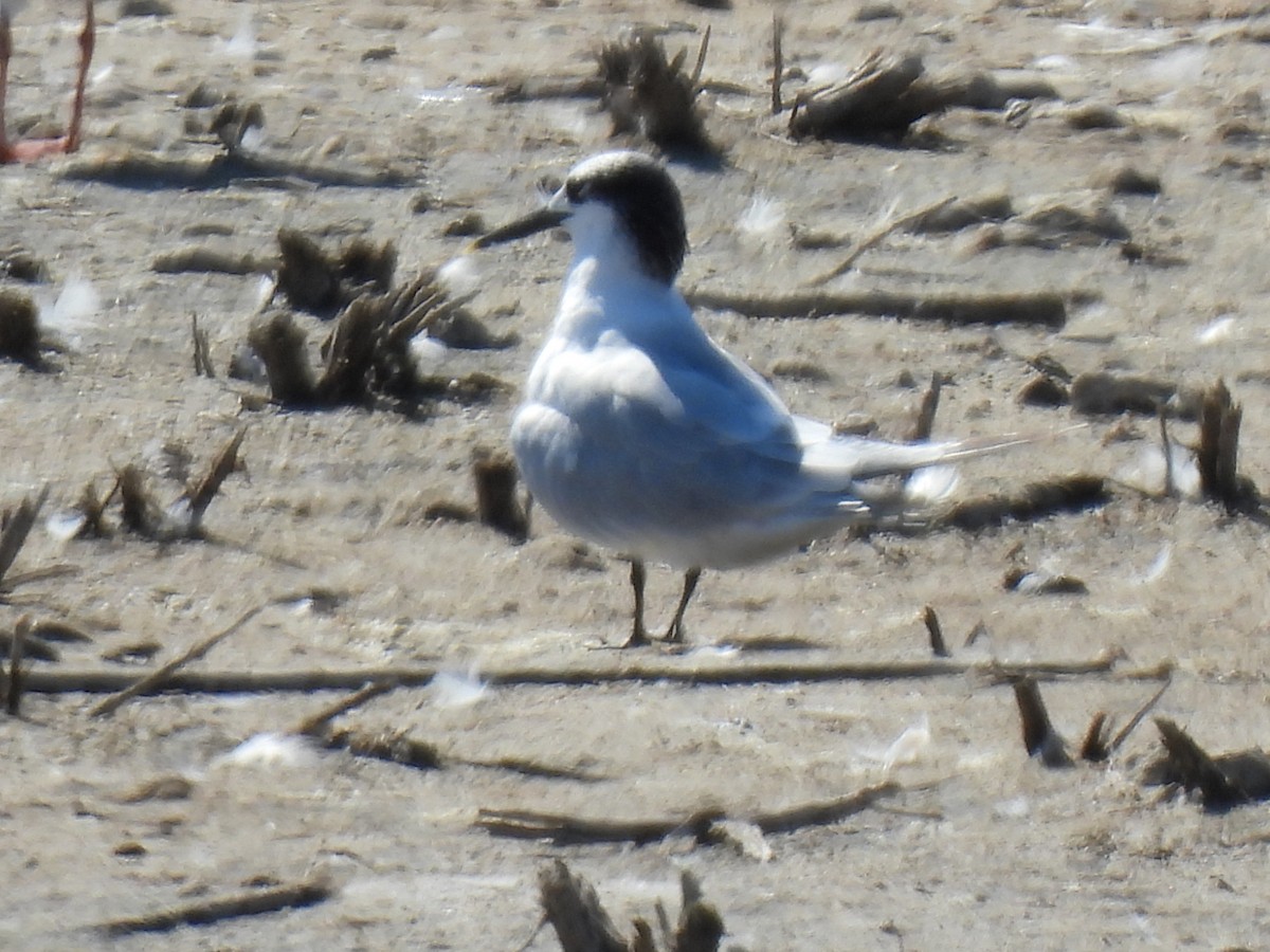 Sandwich Tern - ML636304243
