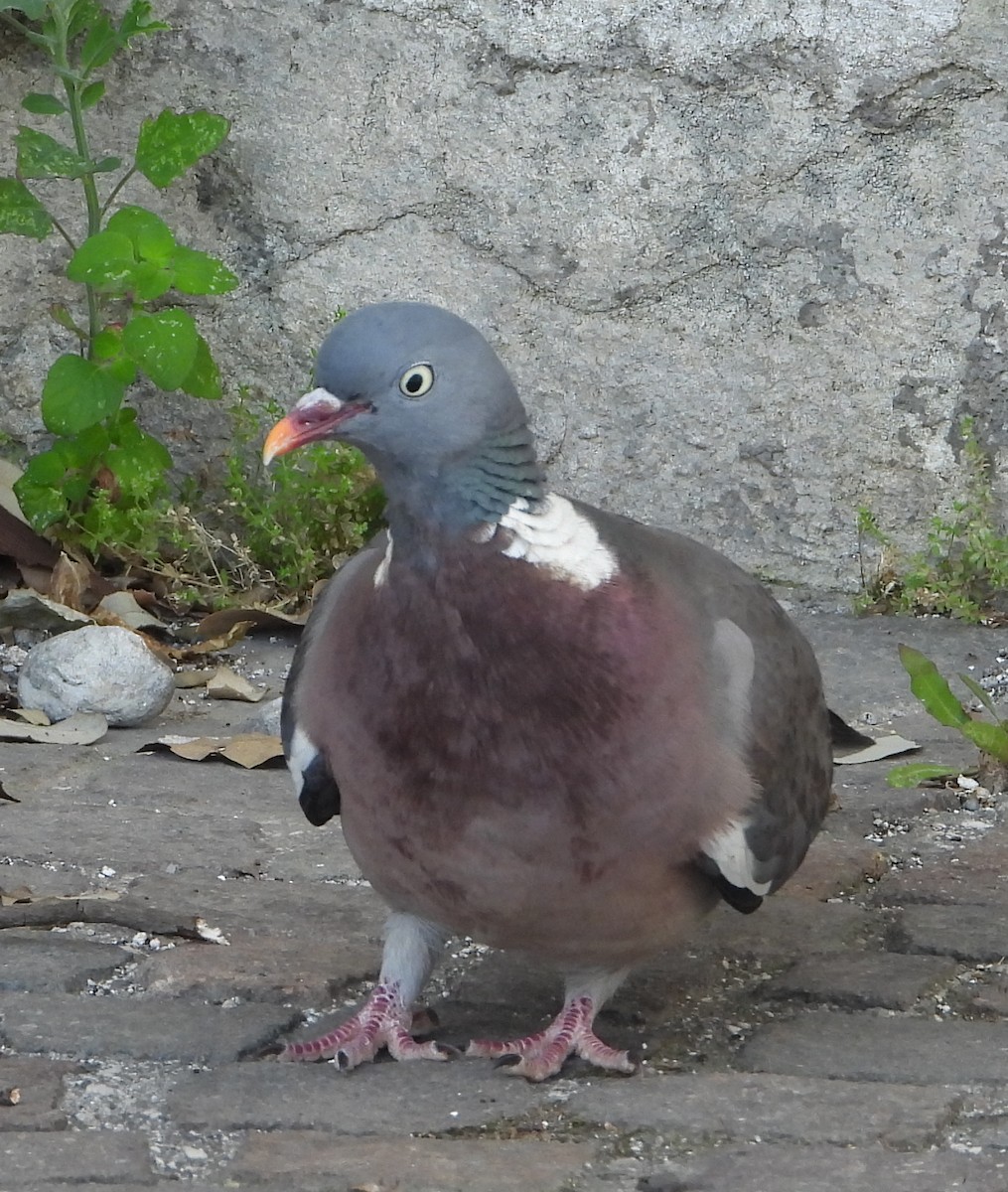 Tahtalı - ML636304267