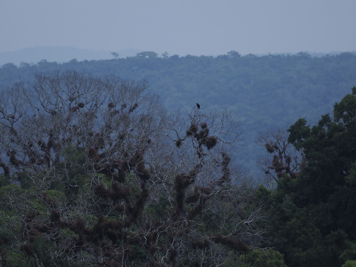 Black Vulture - ML636304272