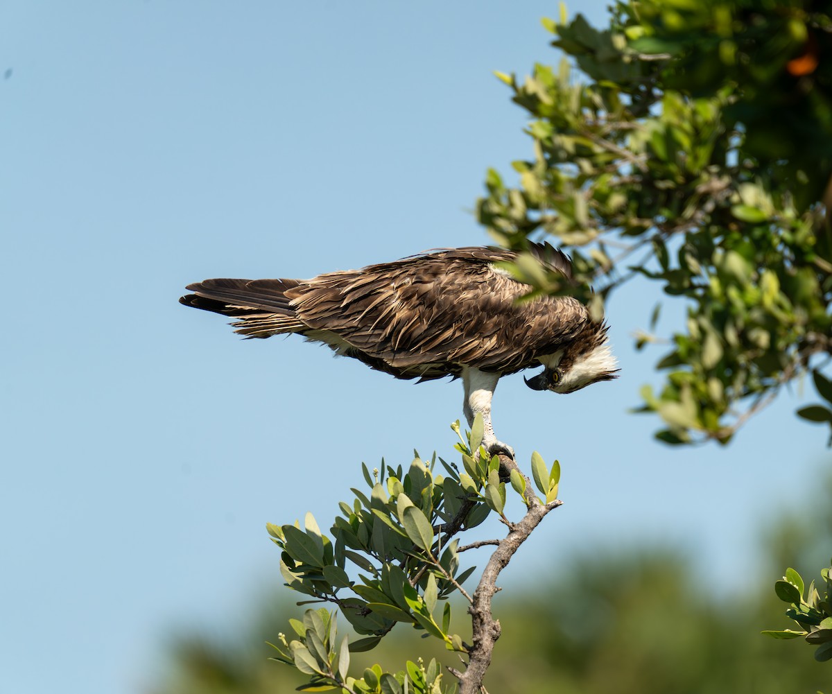 Osprey - ML636304279