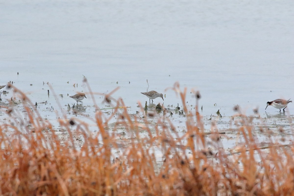 White-rumped Sandpiper - ML636304290