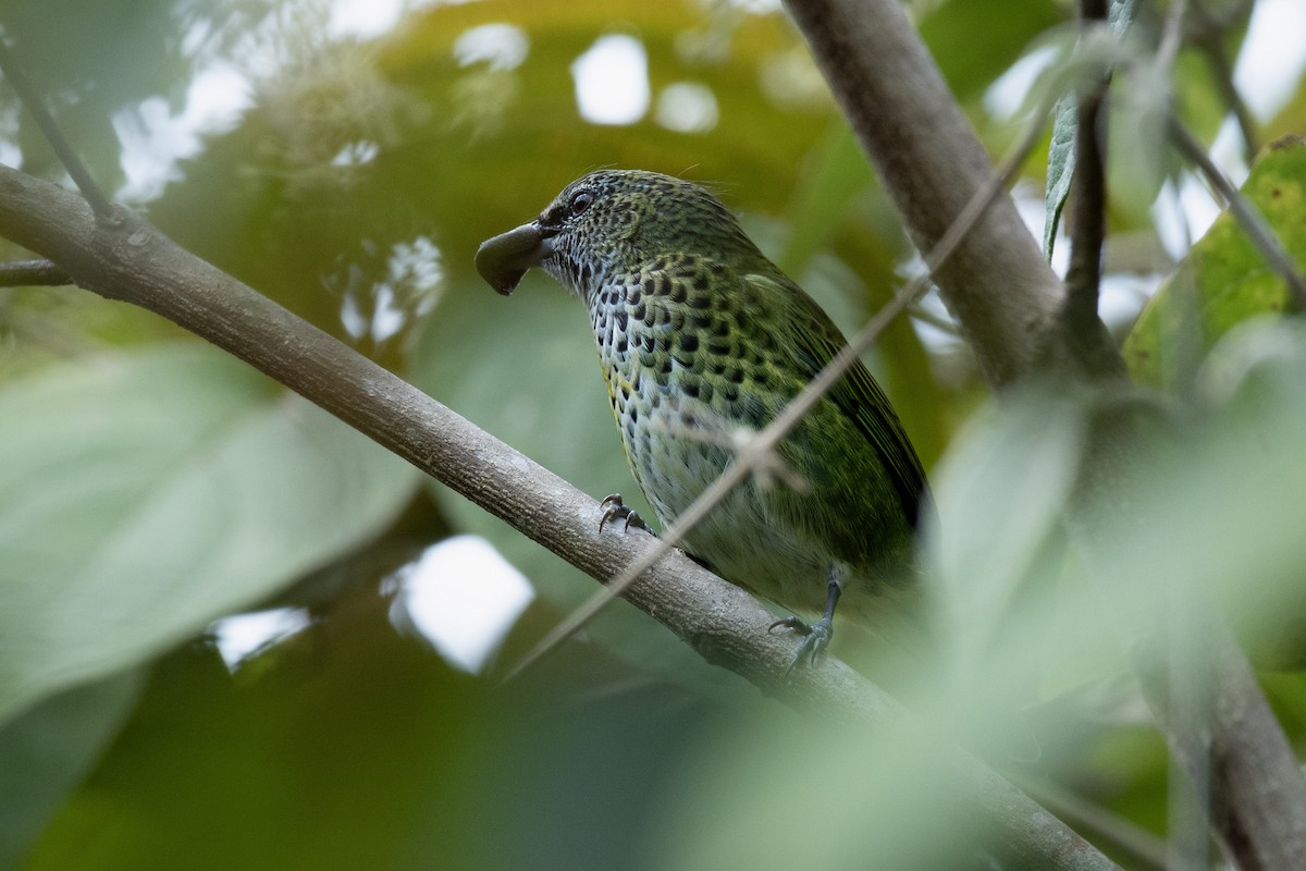 Spotted Tanager - ML636304334