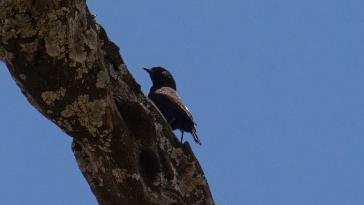 Rüppell's Chat - ML636304357