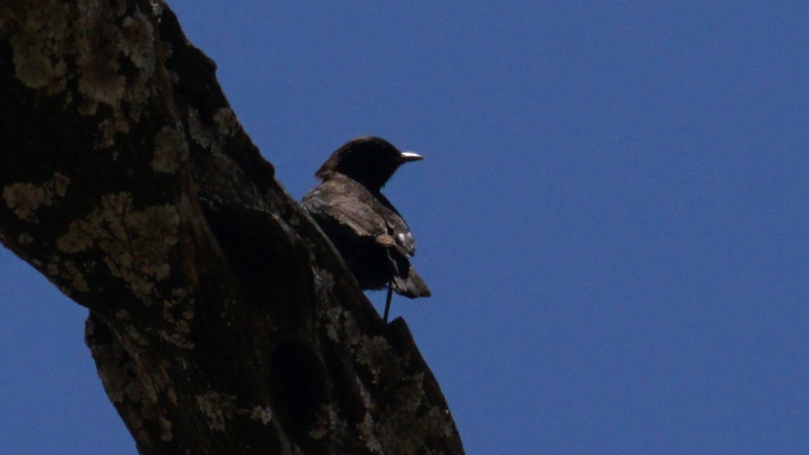 Rüppell's Chat - ML636304371