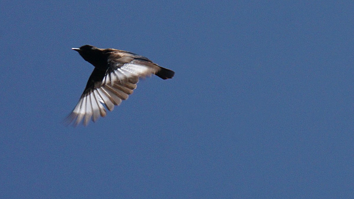 Rüppell's Chat - ML636304392