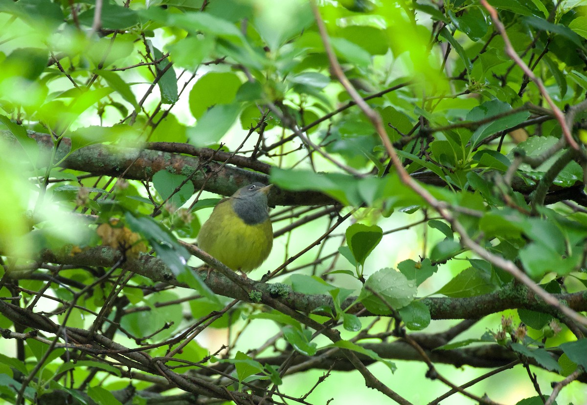 lesňáček kroužkooký - ML636304486