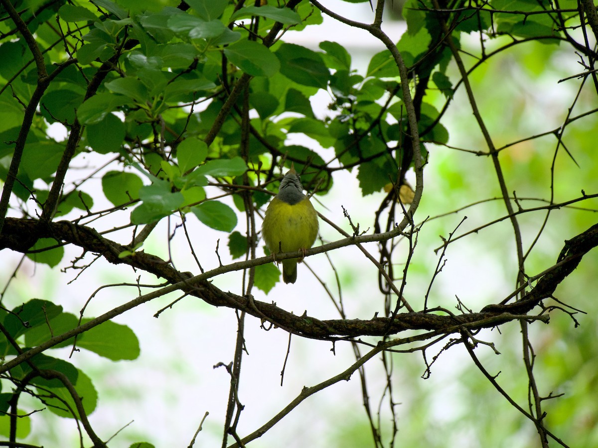 lesňáček kroužkooký - ML636304487