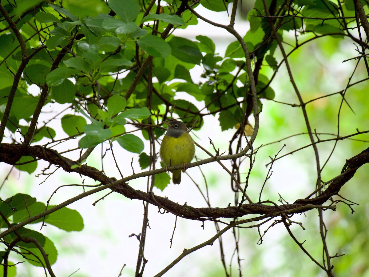 lesňáček kroužkooký - ML636304553