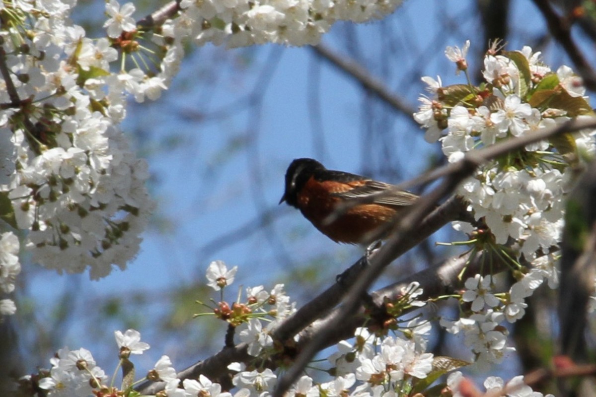 Orchard Oriole - ML636304597