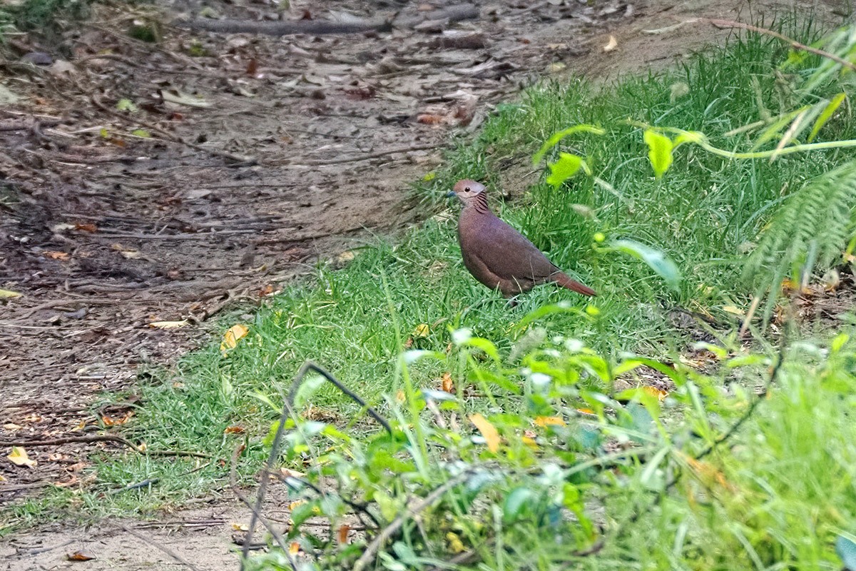 Lined Quail-Dove (linearis) - ML636304687