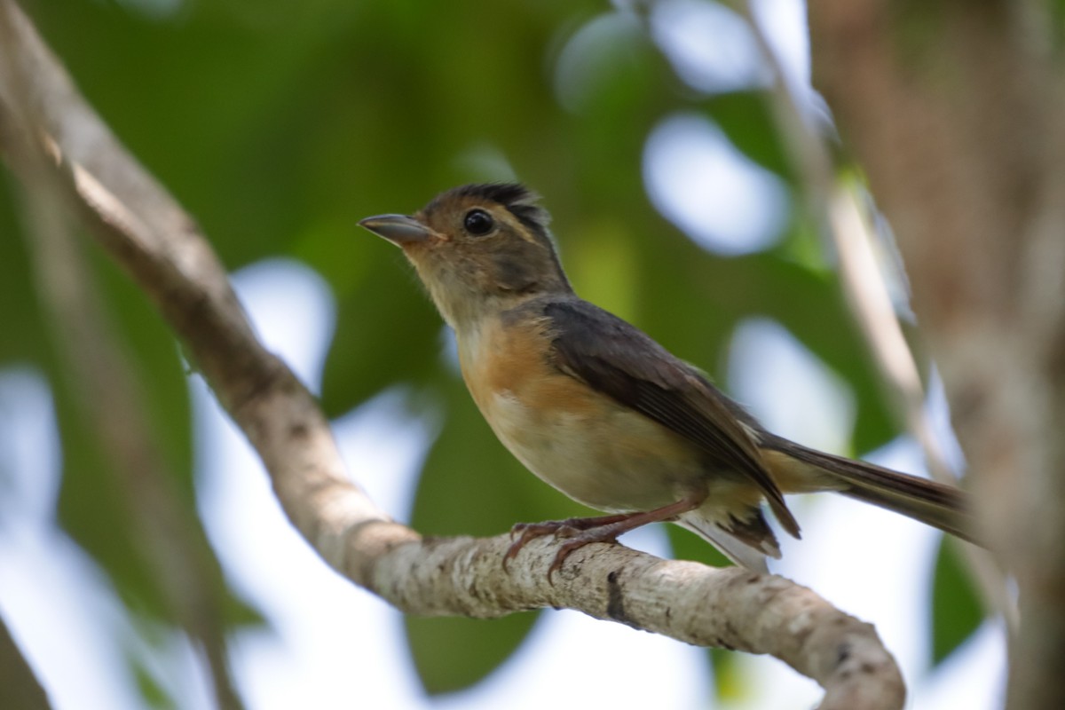 Gray-throated Chat - ML636304693