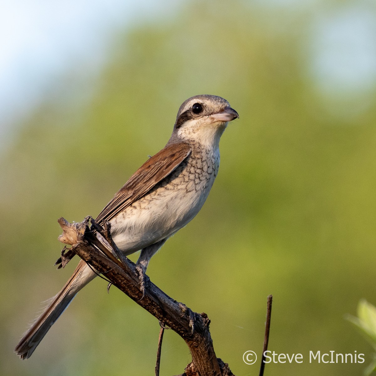 Red-backed Shrike - ML636304702