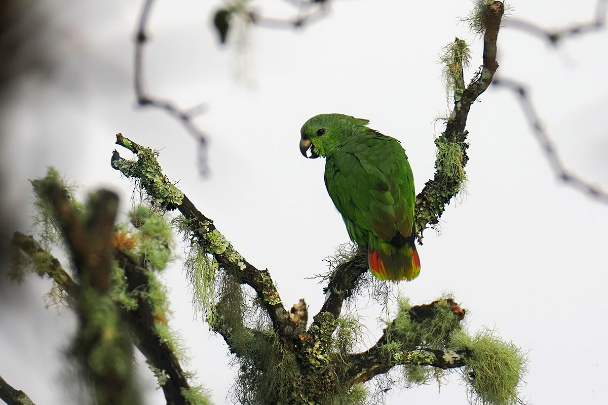 Scaly-naped Amazon - ML636304780