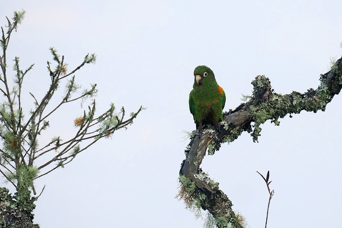 ミドリアカオウロコインコ - ML636304791