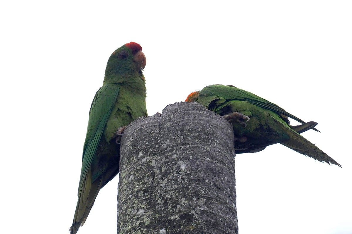 Scarlet-fronted Parakeet - ML636304805