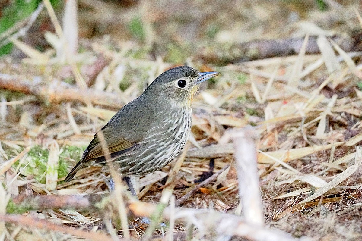 Santa Marta Antpitta - ML636304823
