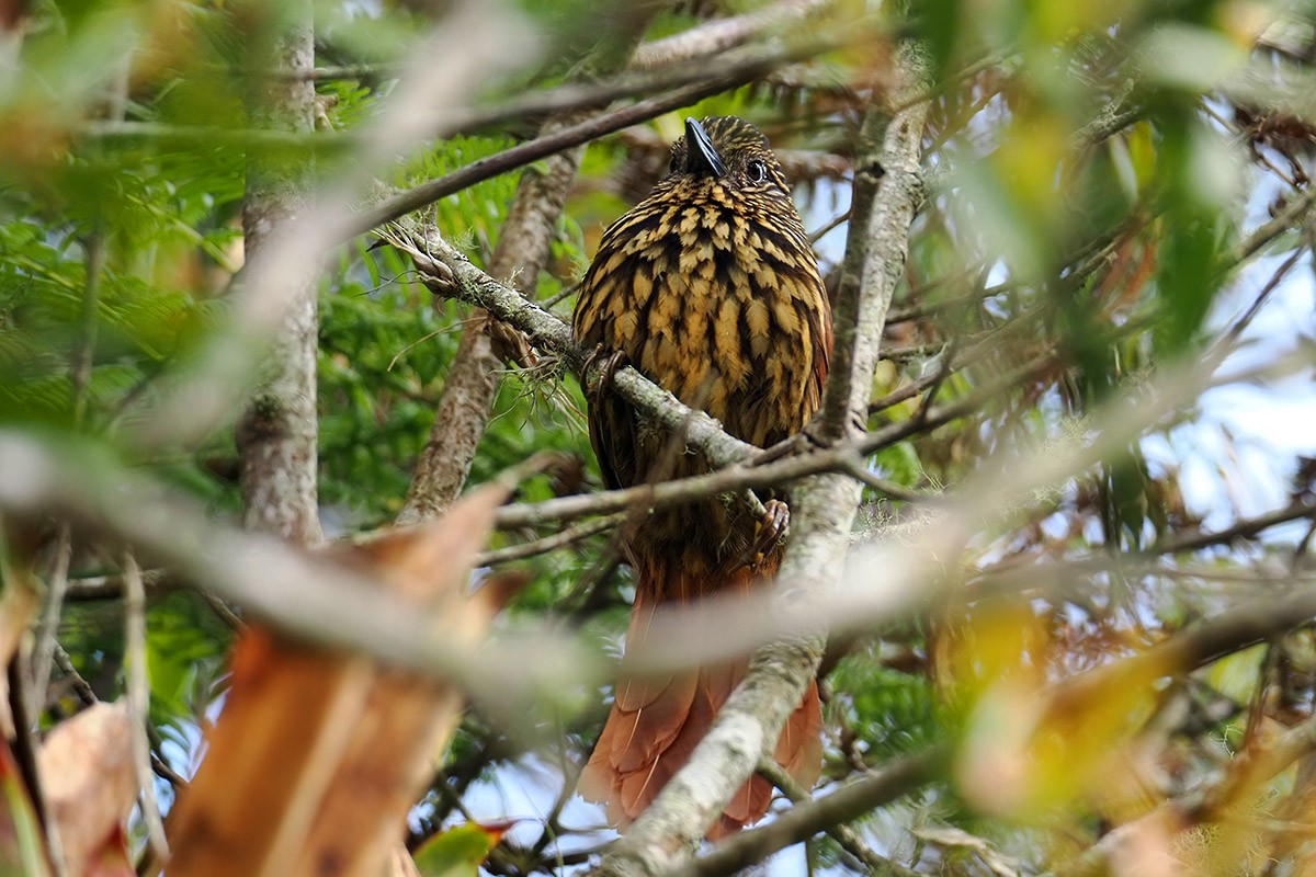 Flammulated Treehunter - ML636304847