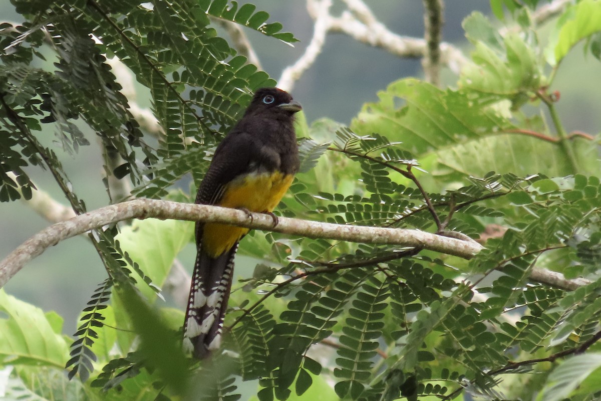 Green-backed Trogon - ML636304977