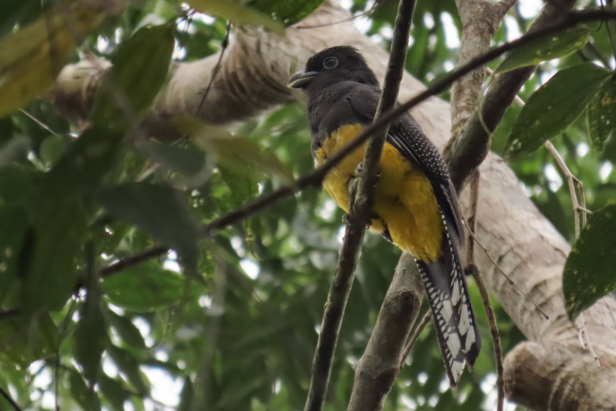 Green-backed Trogon - ML636304978