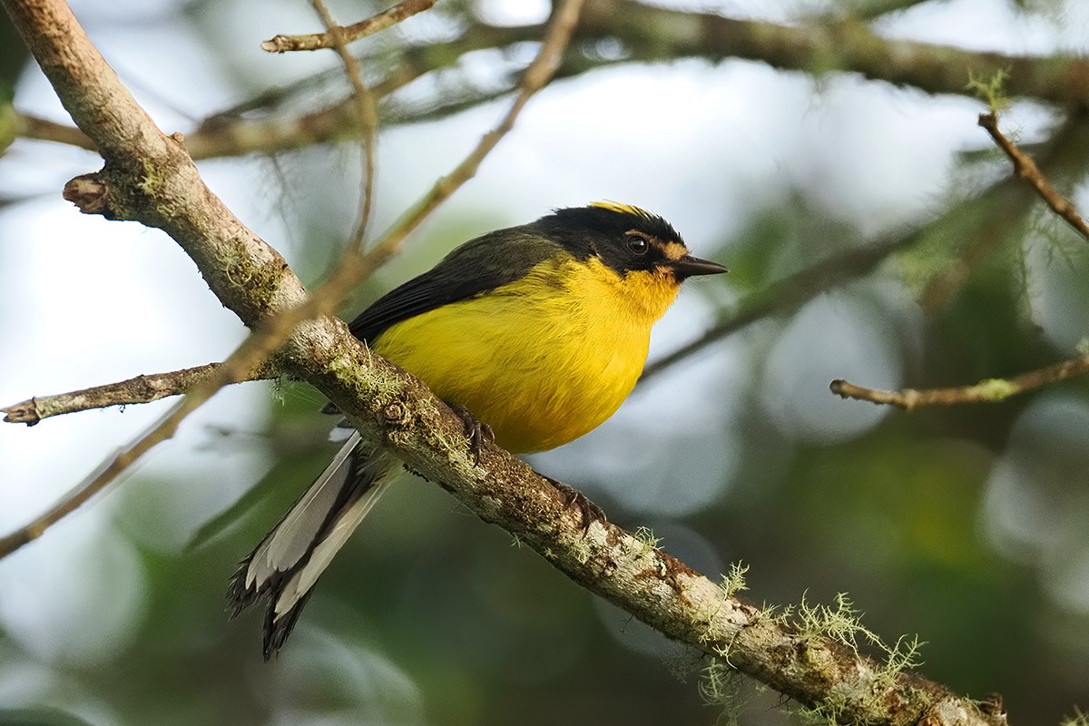 Yellow-crowned Redstart - ML636305004