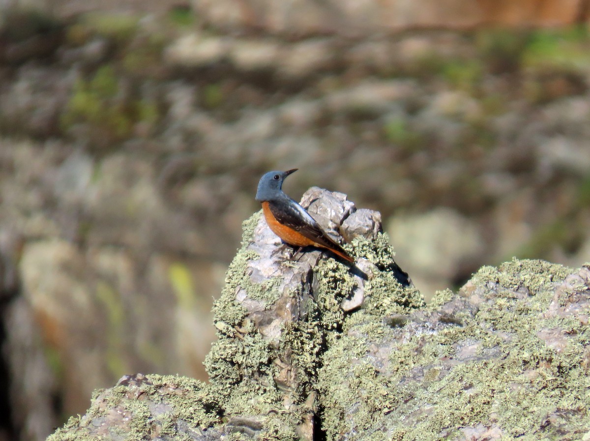 Rufous-tailed Rock-Thrush - ML636305032