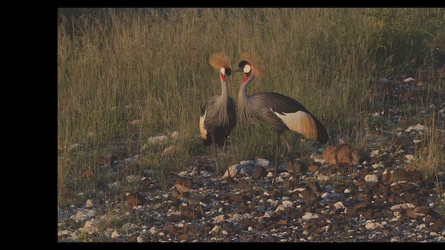 Gray Crowned-Crane - ML636305065