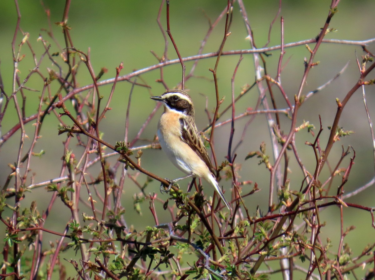 Whinchat - ML636305094