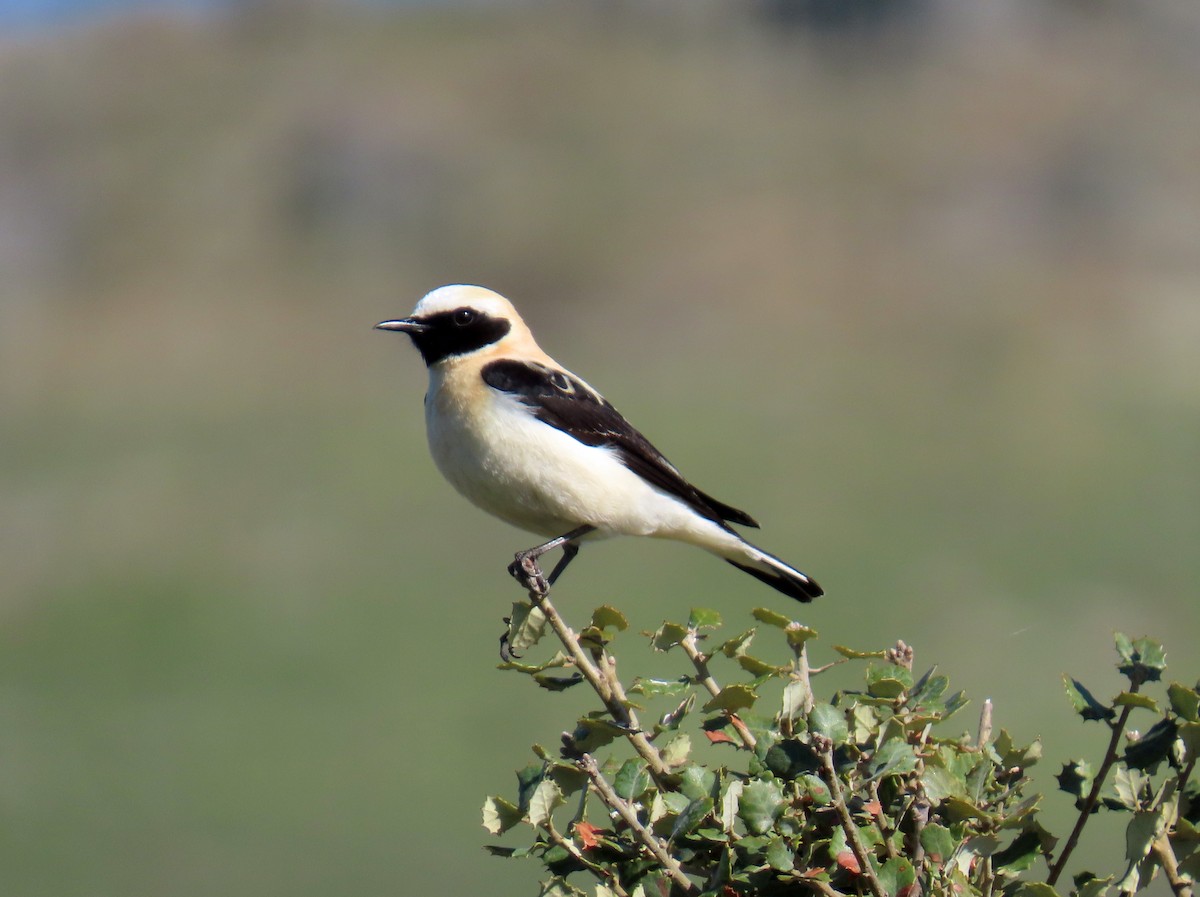 Western Black-eared Wheatear - ML636305106