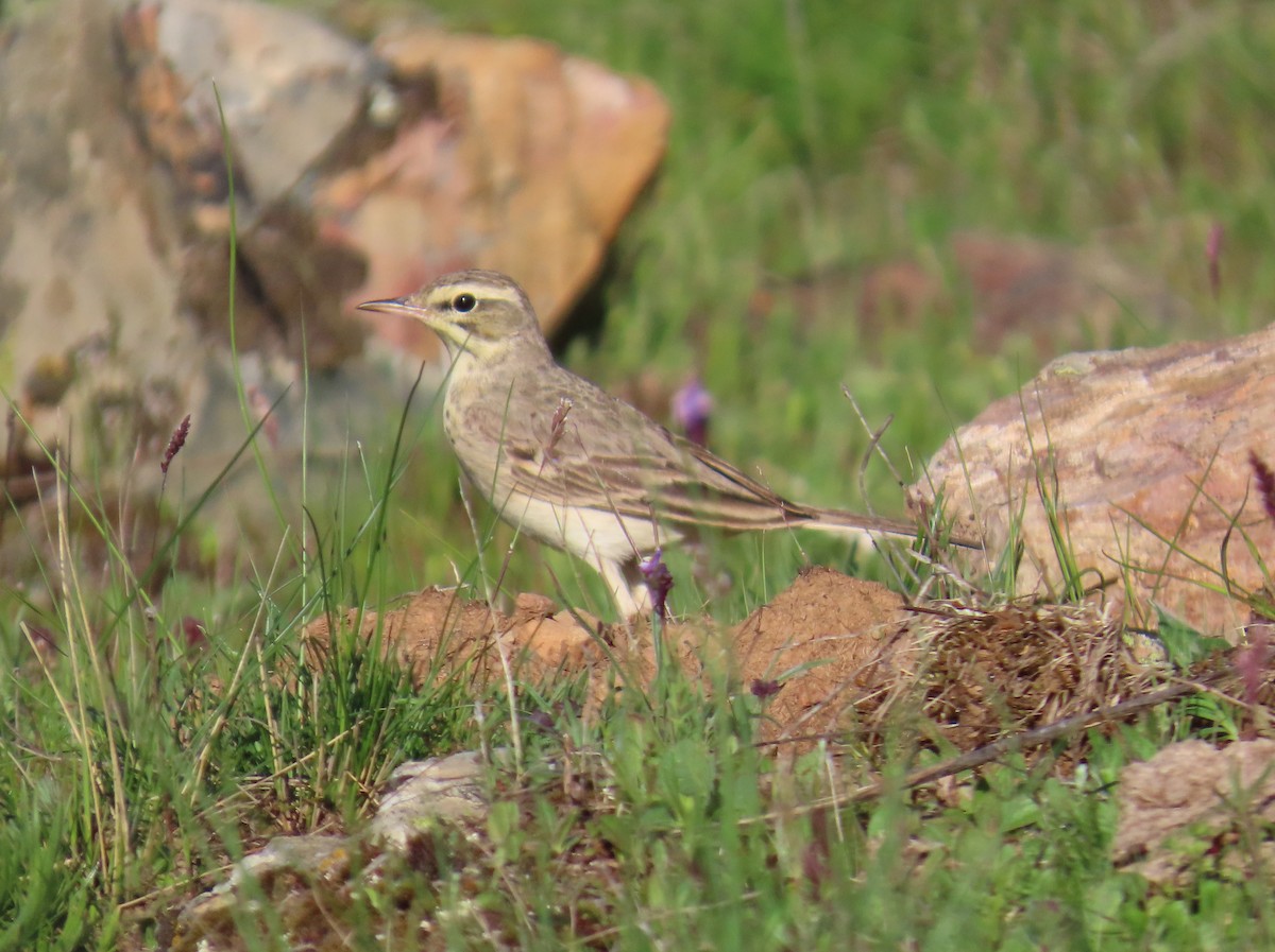 Tawny Pipit - ML636305113