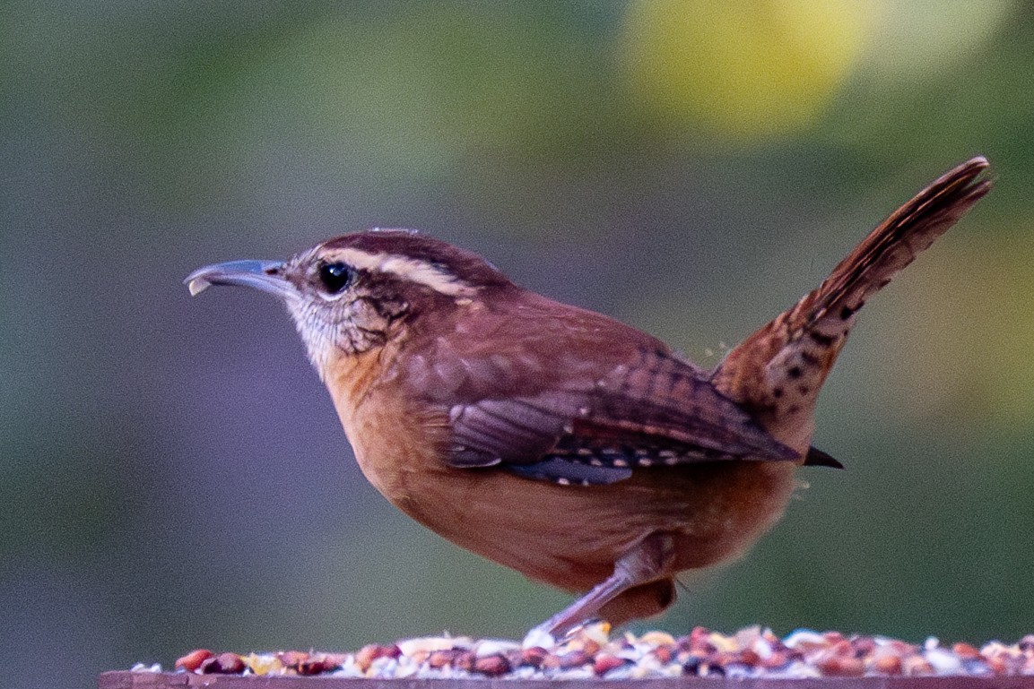 Carolina Wren - ML636305131