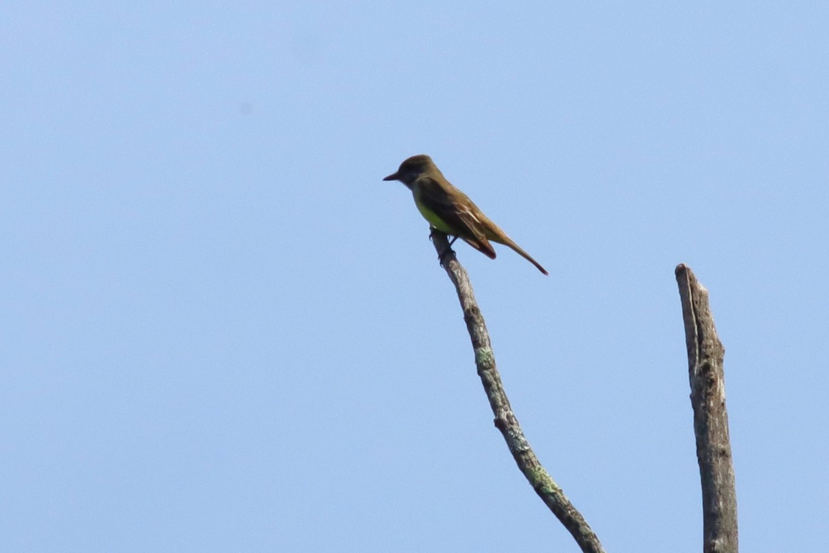 Great Crested Flycatcher - ML636305384