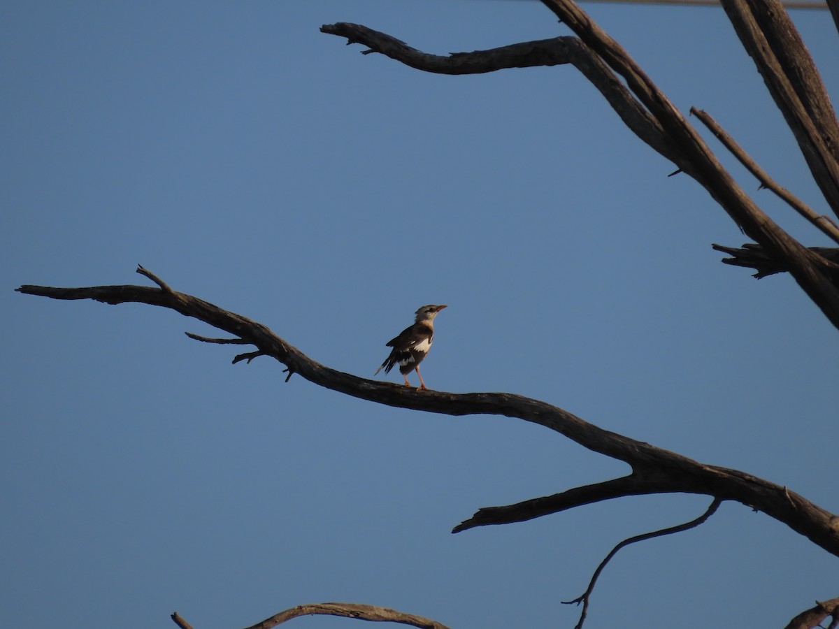 Vinous-breasted Myna - ML636305415