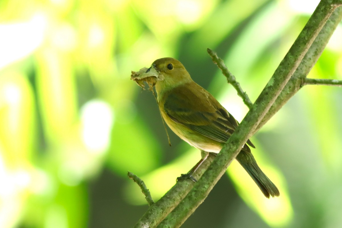 Indigo Bunting - ML636305427