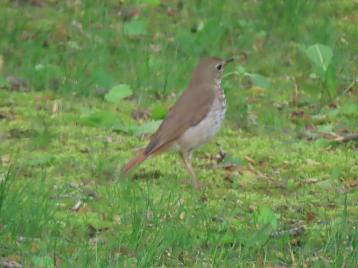 Hermit Thrush - ML636305476