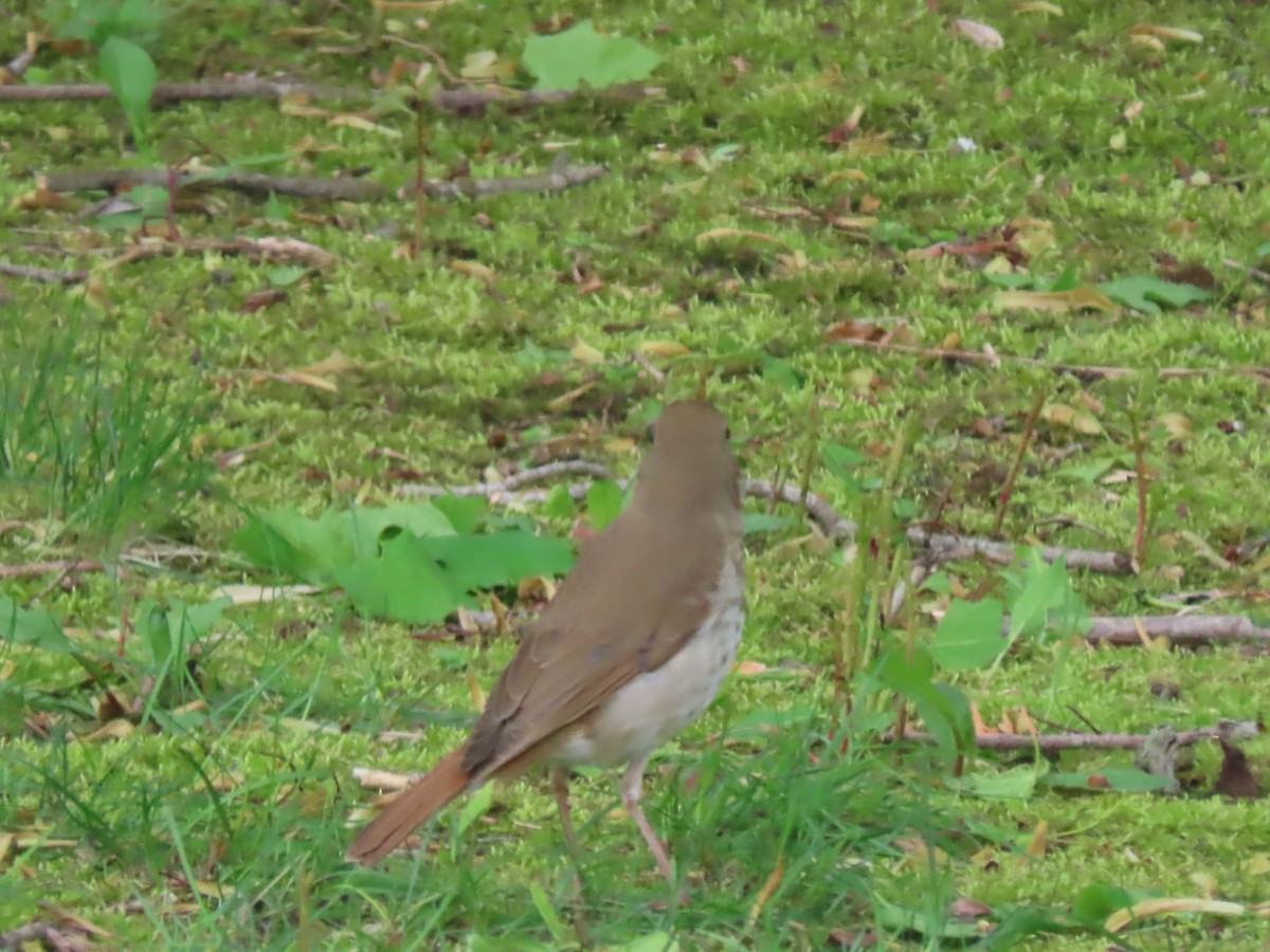 Hermit Thrush - ML636305477