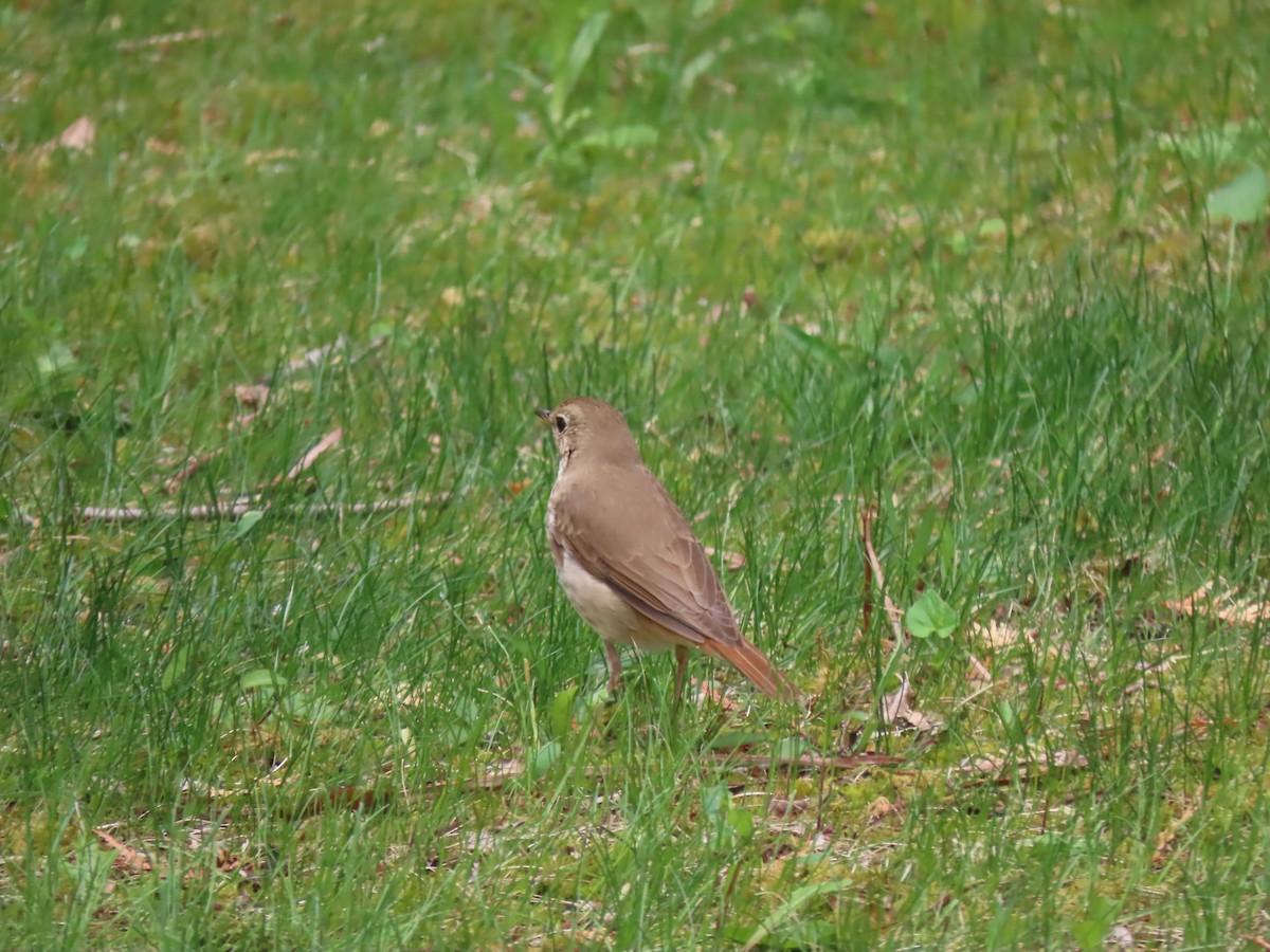Hermit Thrush - ML636305478